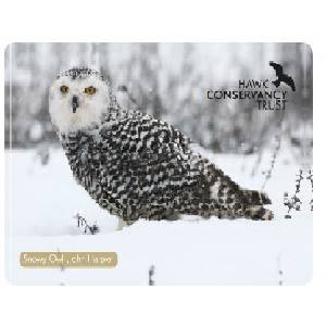 Snowy Owl Christmas Card